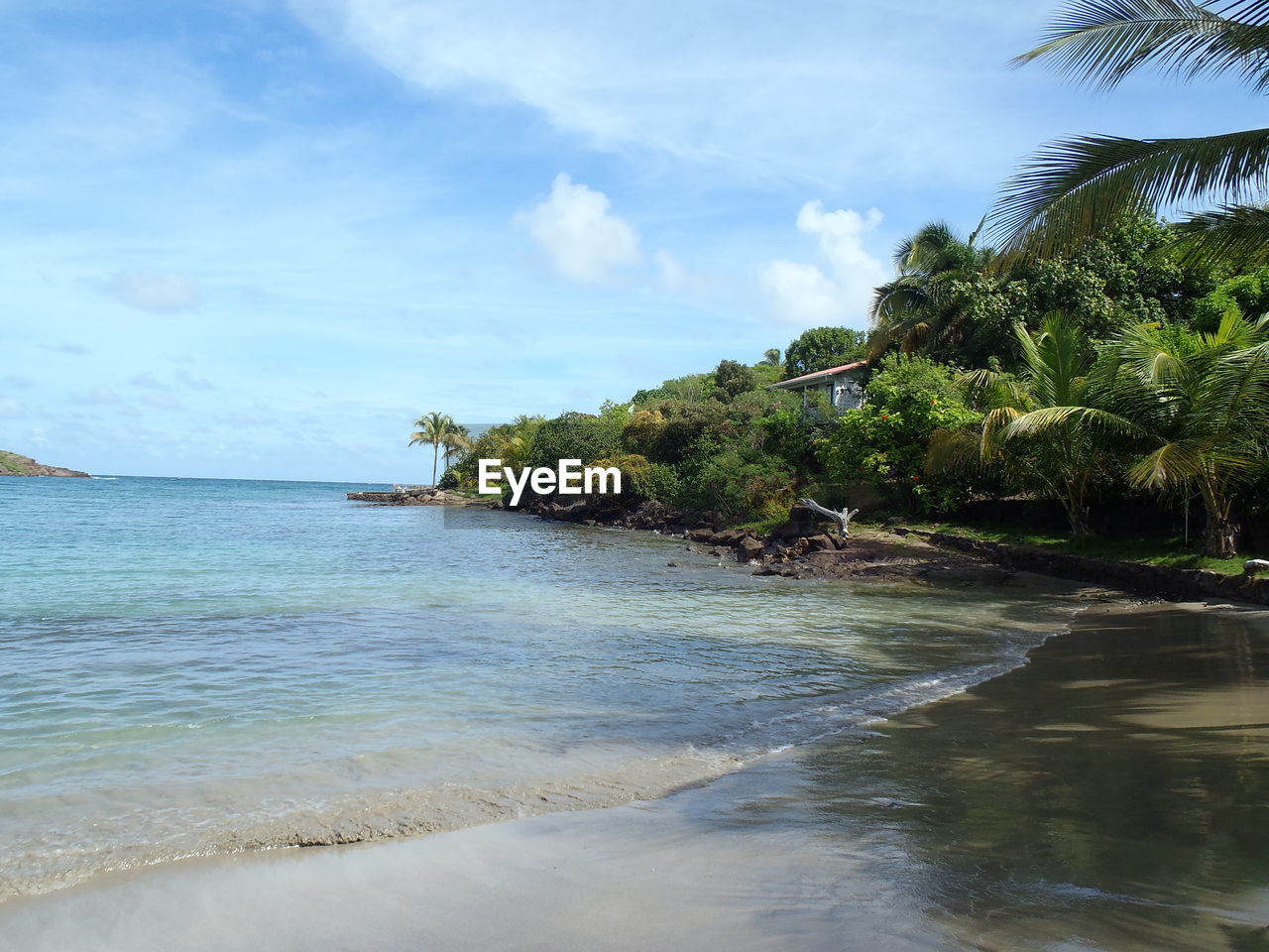 SCENIC VIEW OF BEACH AND PALM TREES AGAINST SKY