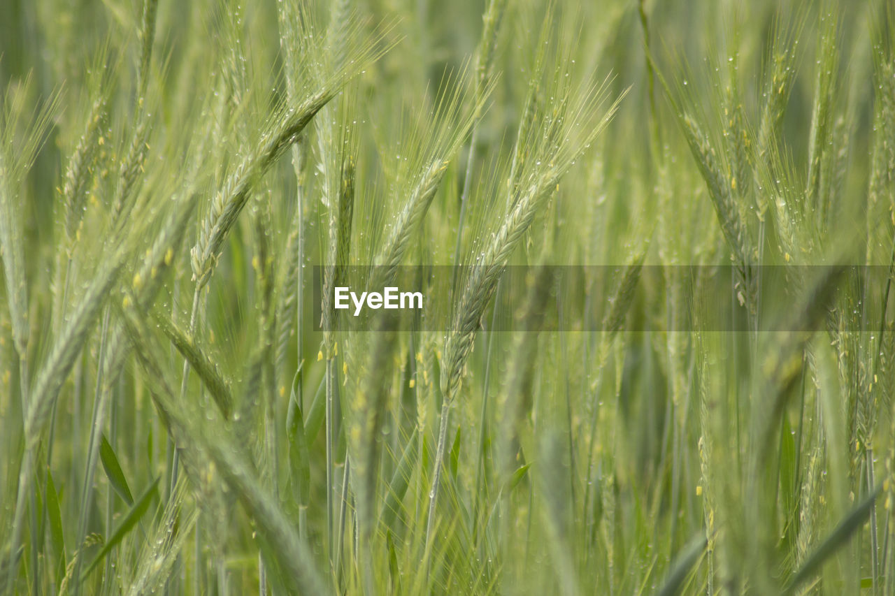 CLOSE-UP OF WHEAT GROWING ON FIELD