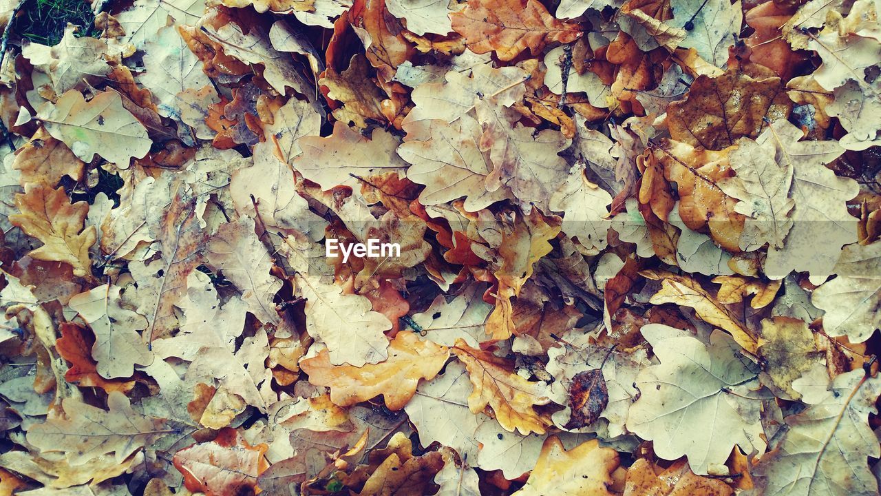 Full frame shot of dried leaves on field