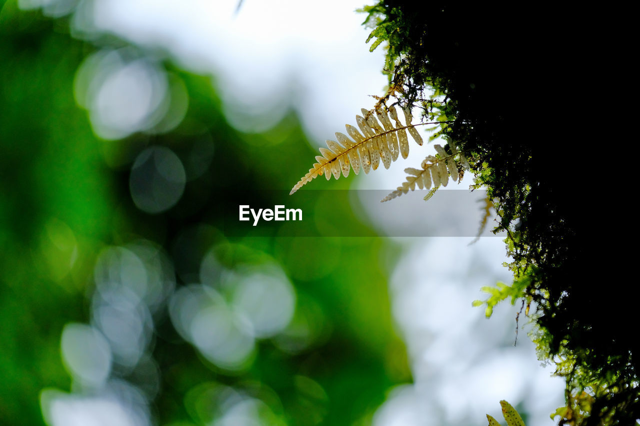 Close-up fern and moss plant forest in tropical forest on mountain, national park environment