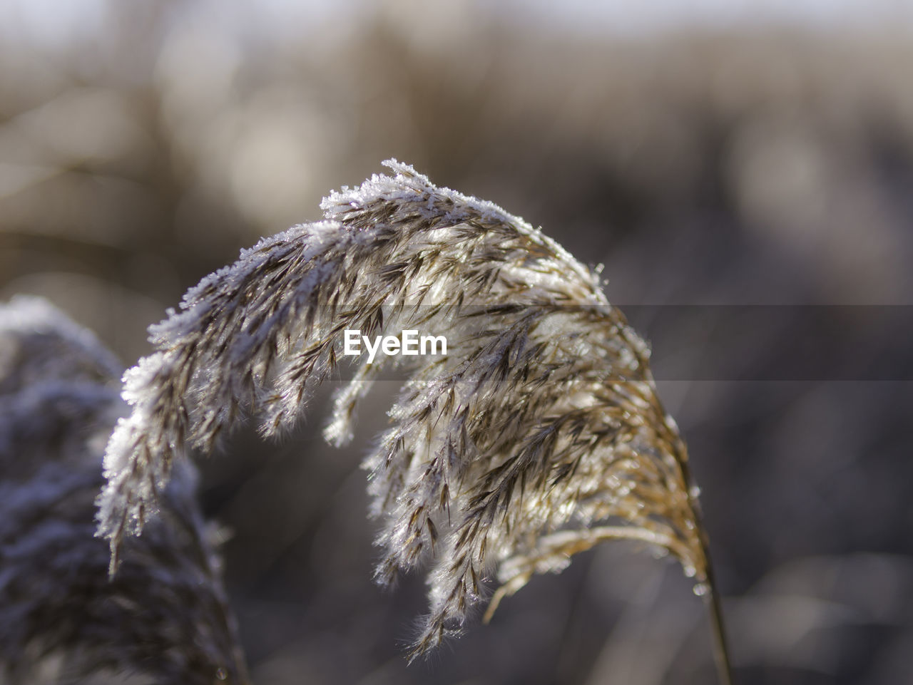 CLOSE-UP OF ROPE TIED UP ON SNOW