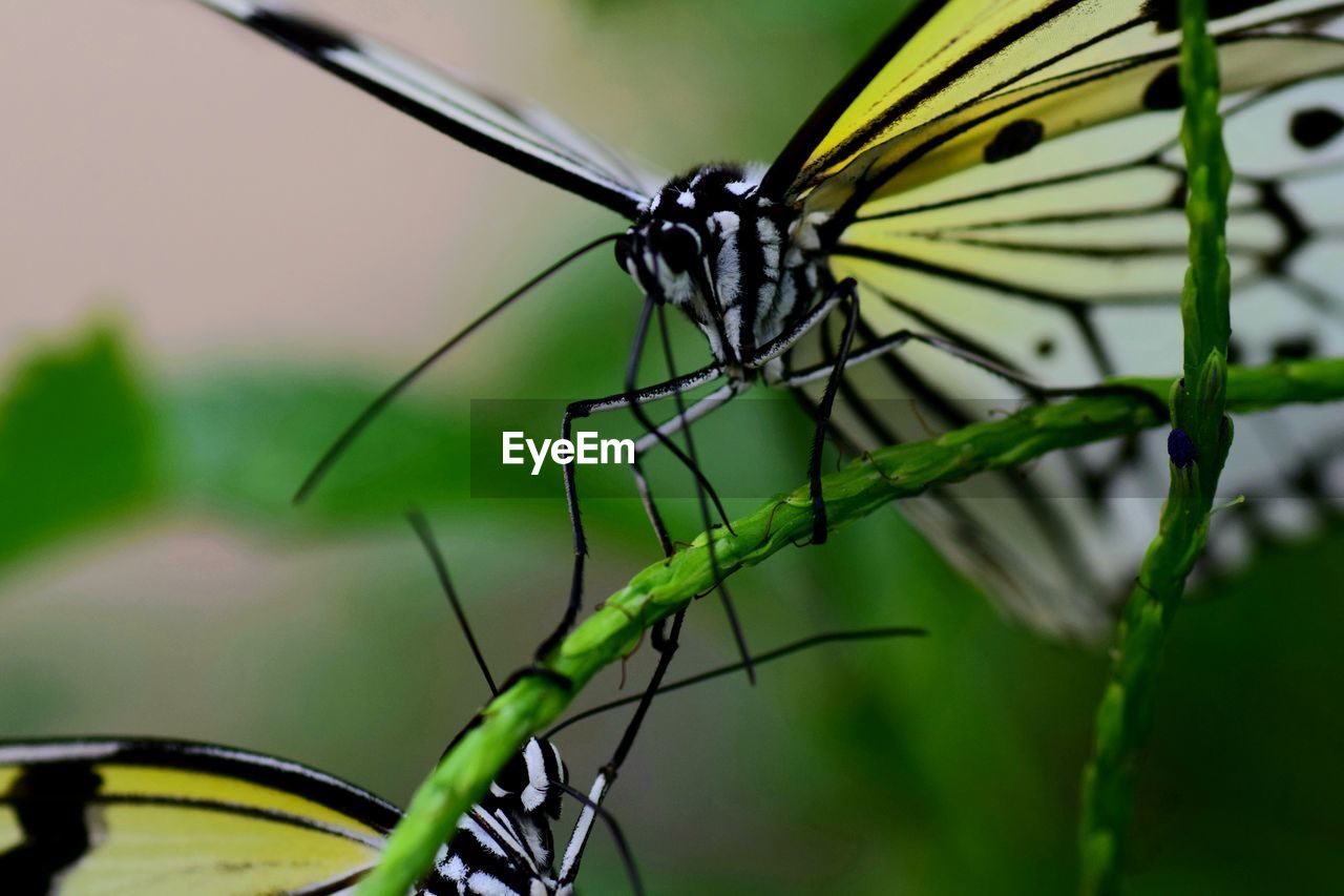 Close-up of butterfly on plant