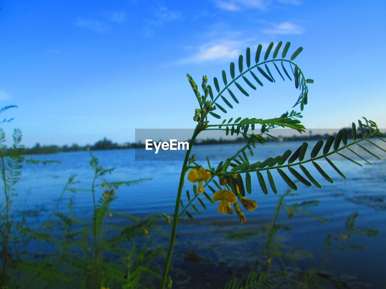 CLOSE-UP OF PLANTS AGAINST SKY
