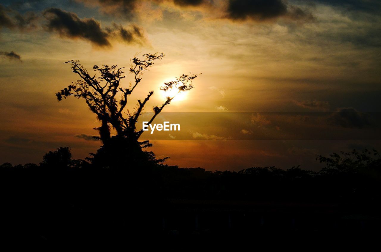 SILHOUETTE TREE AGAINST SKY DURING SUNSET