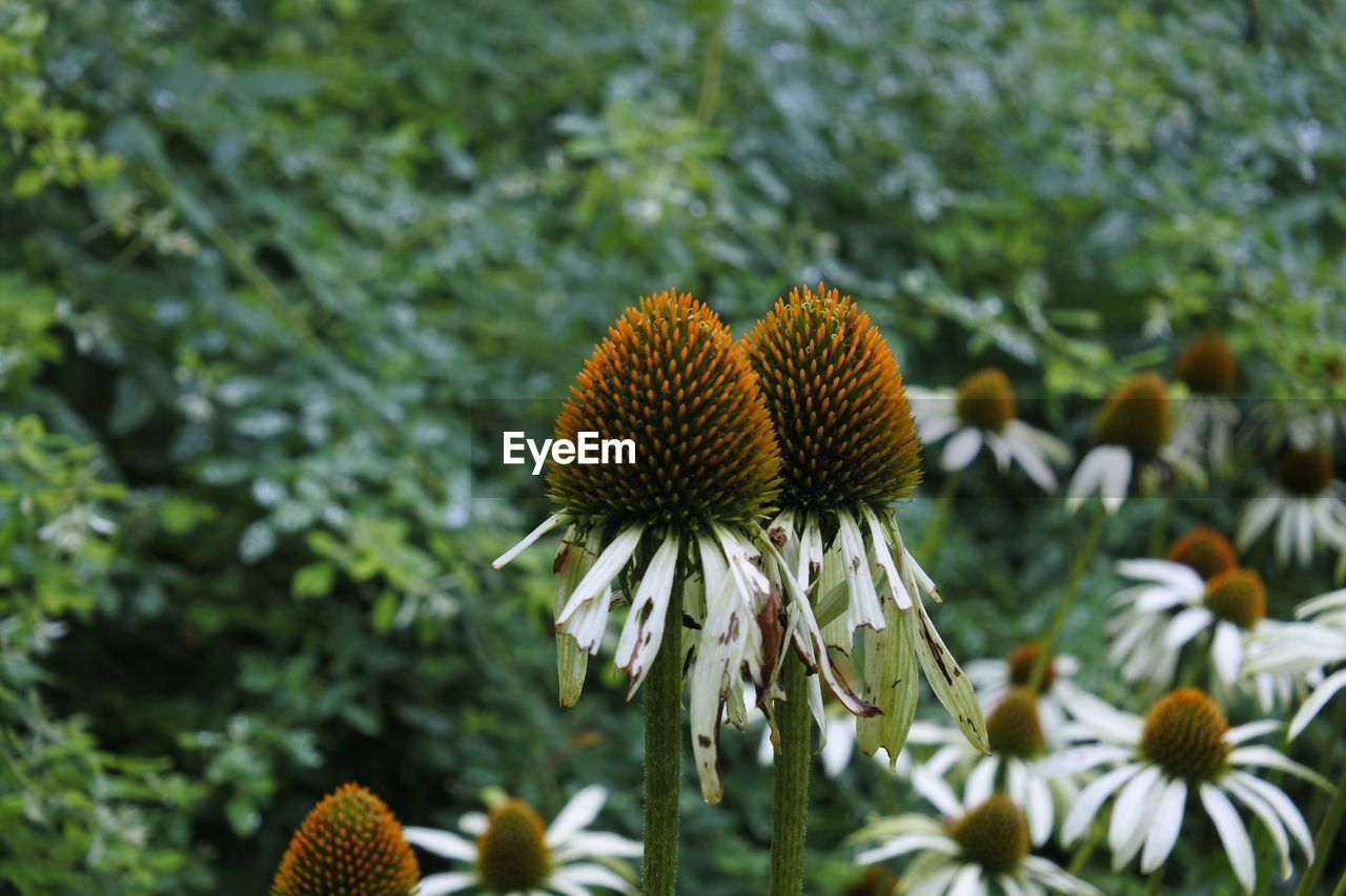 Close-up of purple flowers