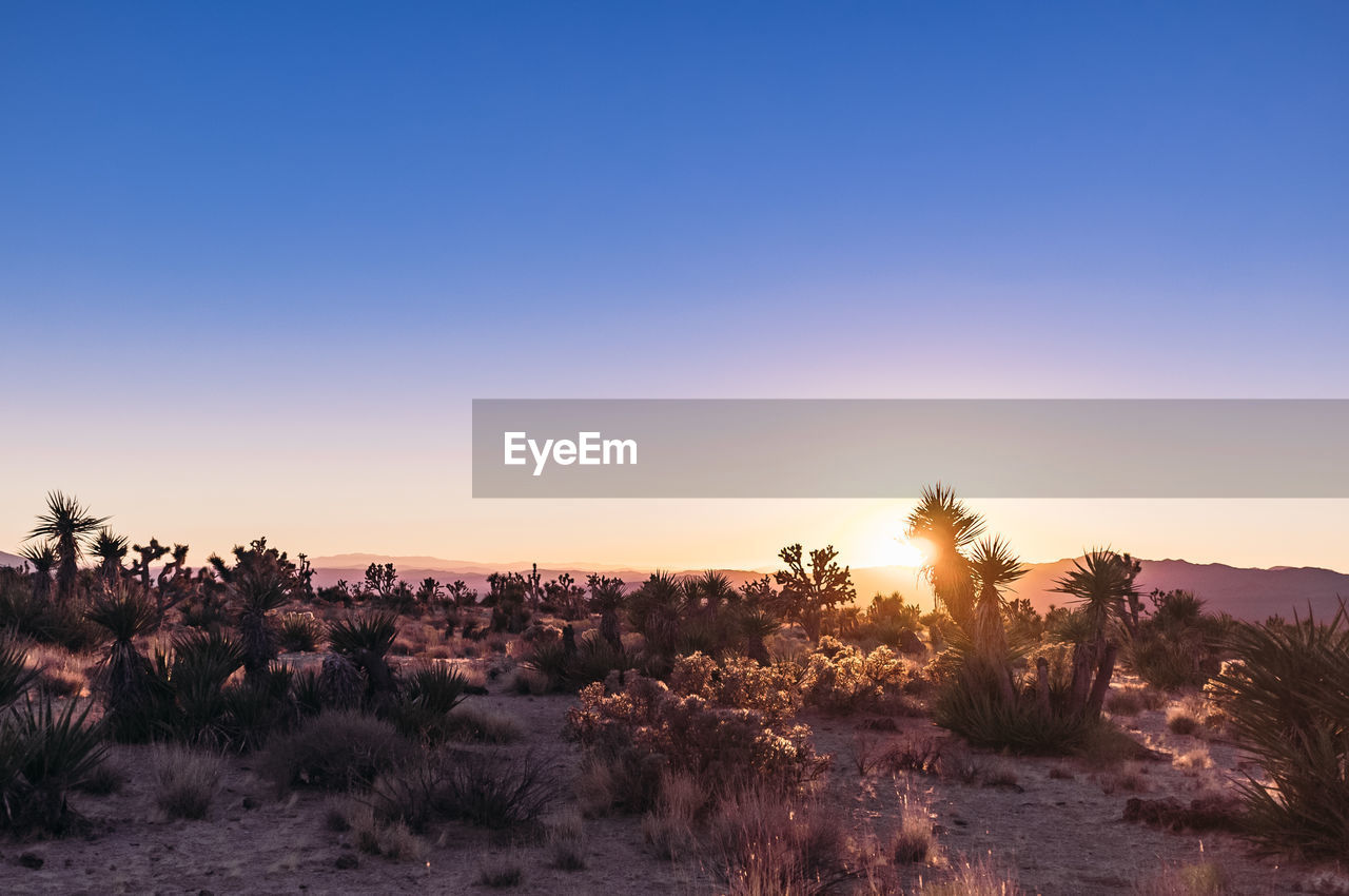 Plants growing on land against sky during sunset