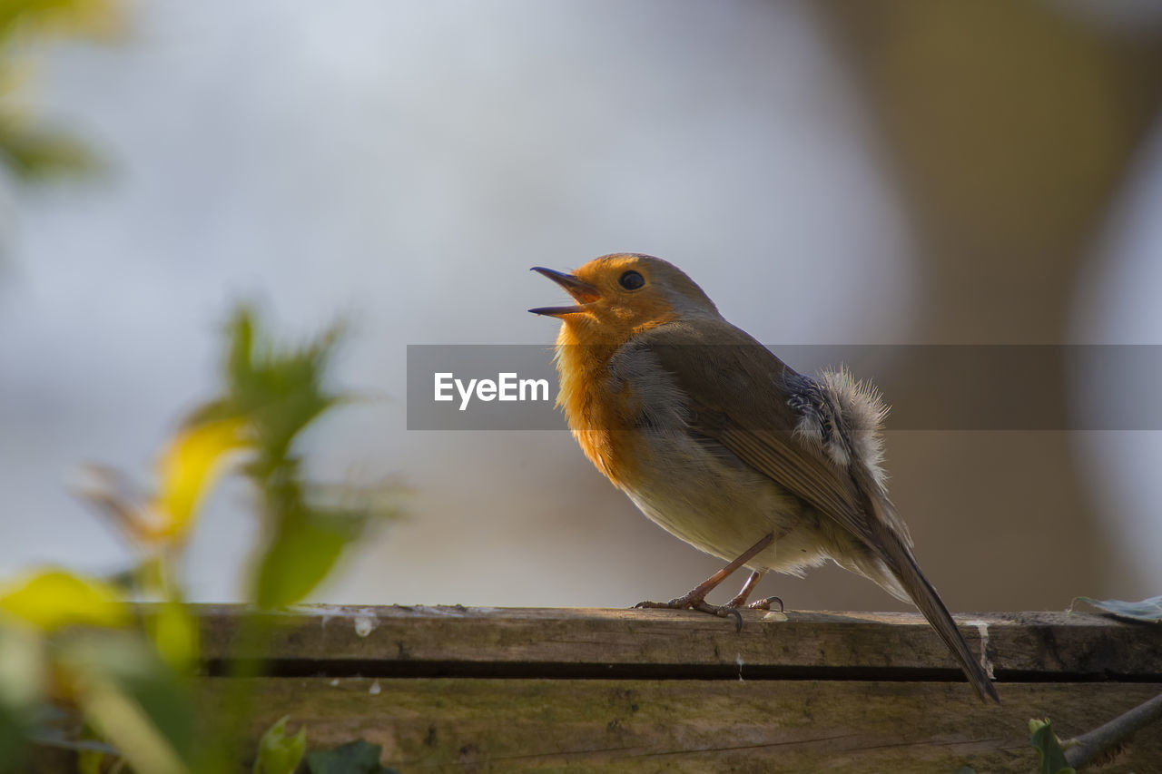 Close-up of bird perching on branch