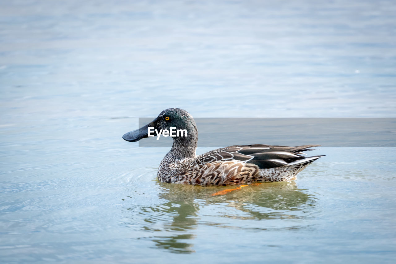 DUCK SWIMMING IN A LAKE