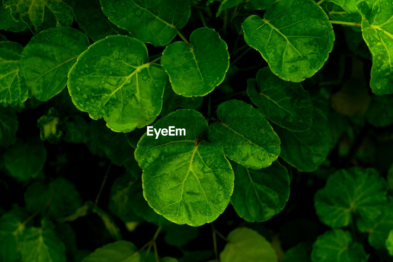 Close-up of green leaves