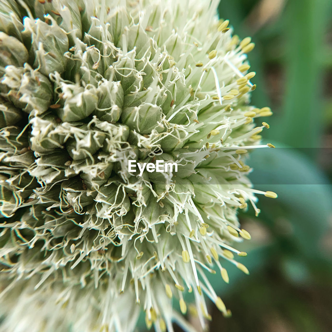 Close-up of succulent plant