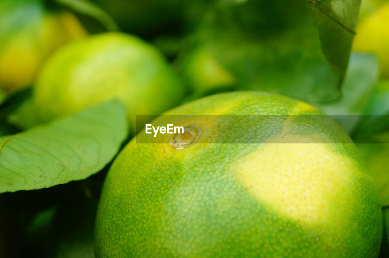 CLOSE-UP OF GREEN FRUITS ON PLANT