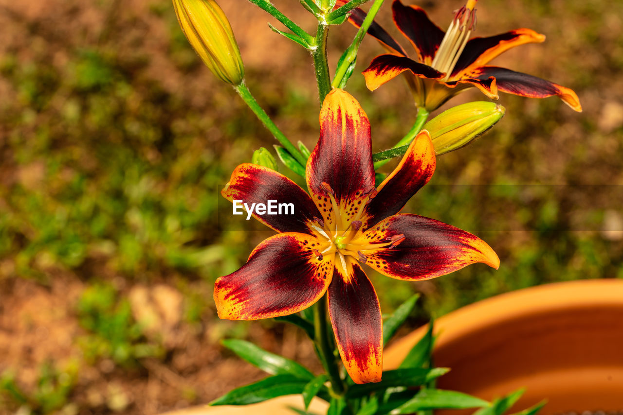 Close-up of yellow flowering plant