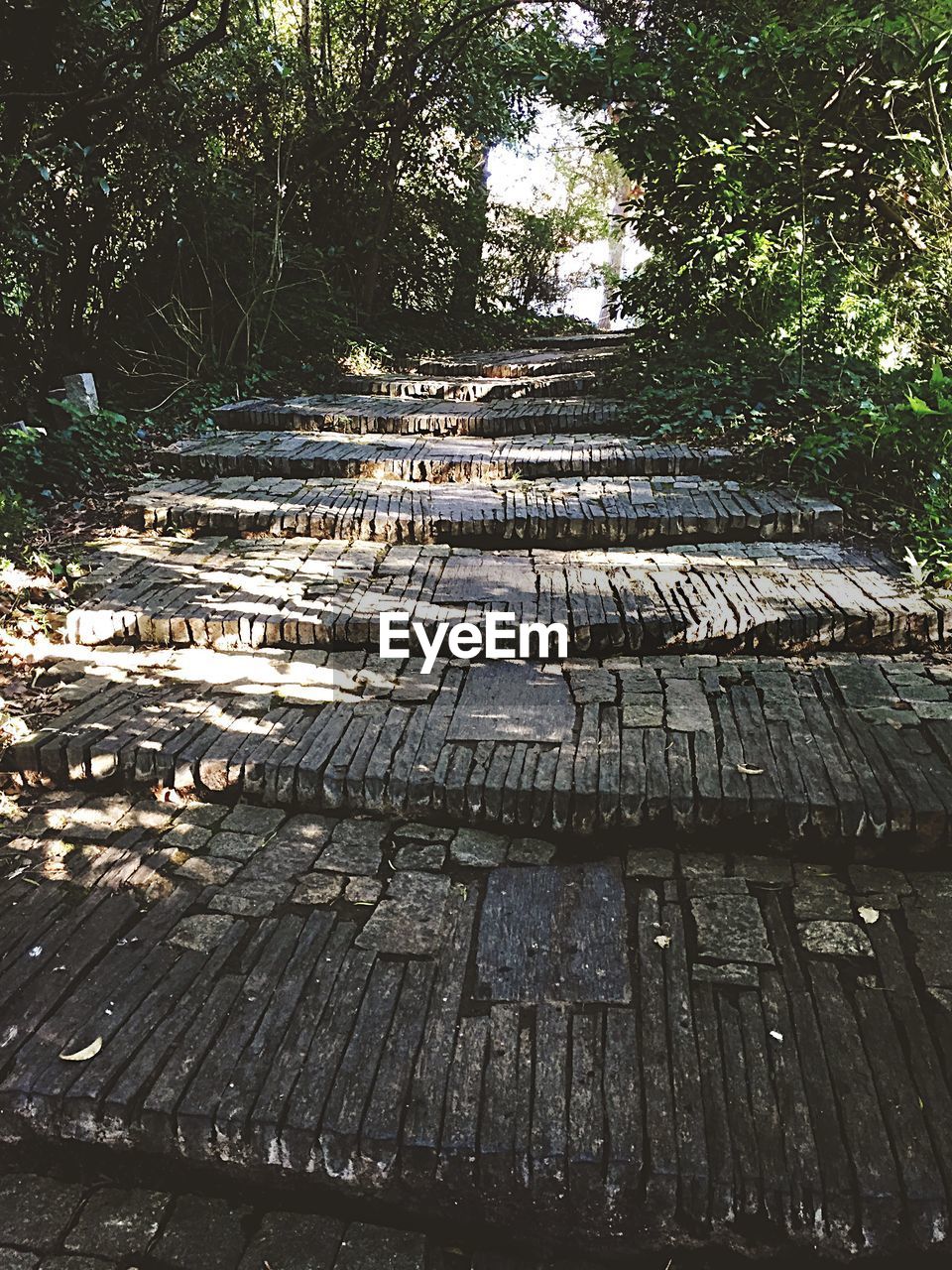 Stone steps amidst trees