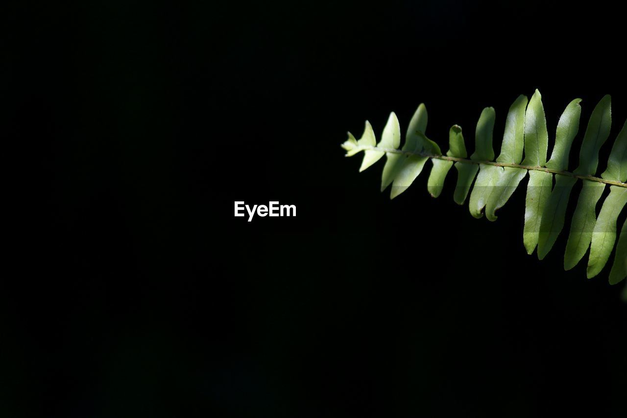 CLOSE-UP OF WHITE FLOWERING PLANTS AGAINST BLACK BACKGROUND