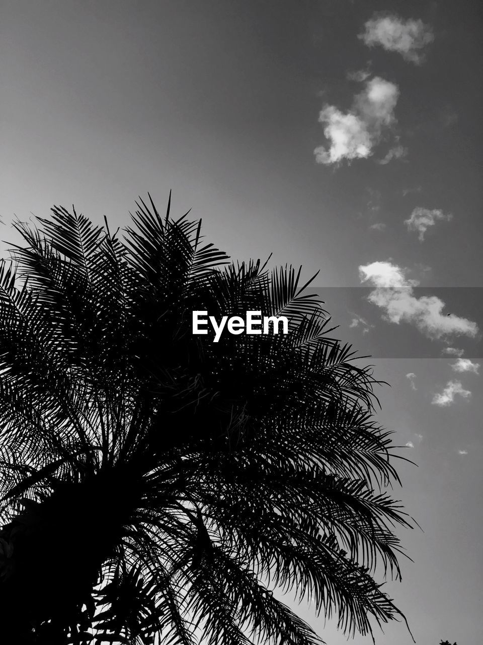 CLOSE-UP OF PALM TREE AGAINST SKY