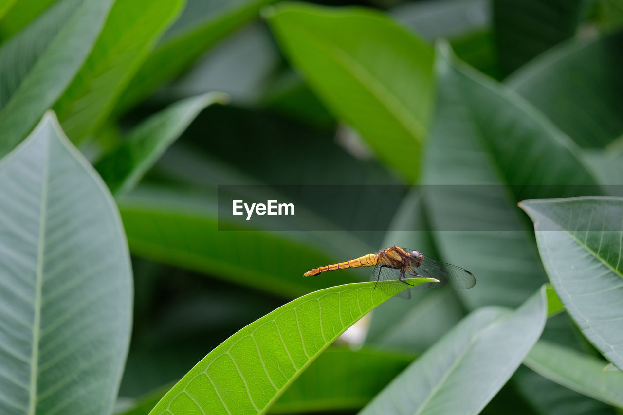 CLOSE-UP OF INSECT ON PLANT LEAF