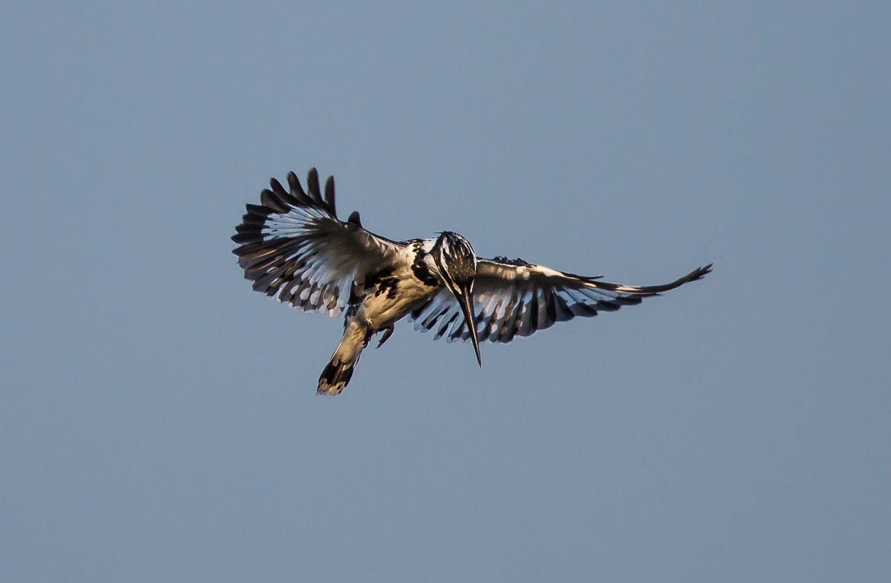 Low angle view of pied kingfisher flying against clear sky
