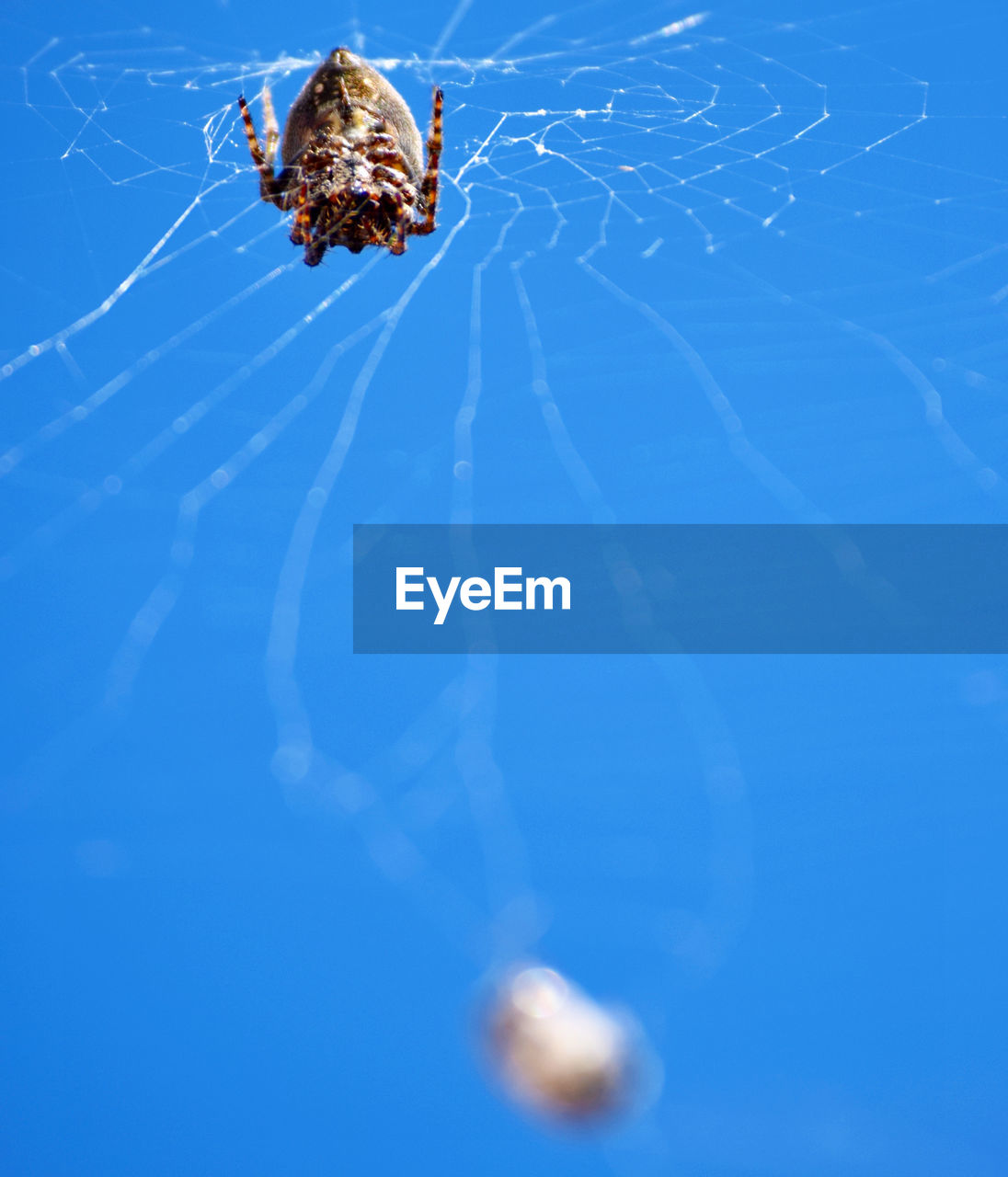 animal themes, animal, spider web, animal wildlife, fragility, one animal, spider, arachnid, wildlife, insect, close-up, nature, blue, macro photography, no people, macro, animal body part, outdoors, beauty in nature, water, selective focus, focus on foreground, day, zoology, tranquility, copy space