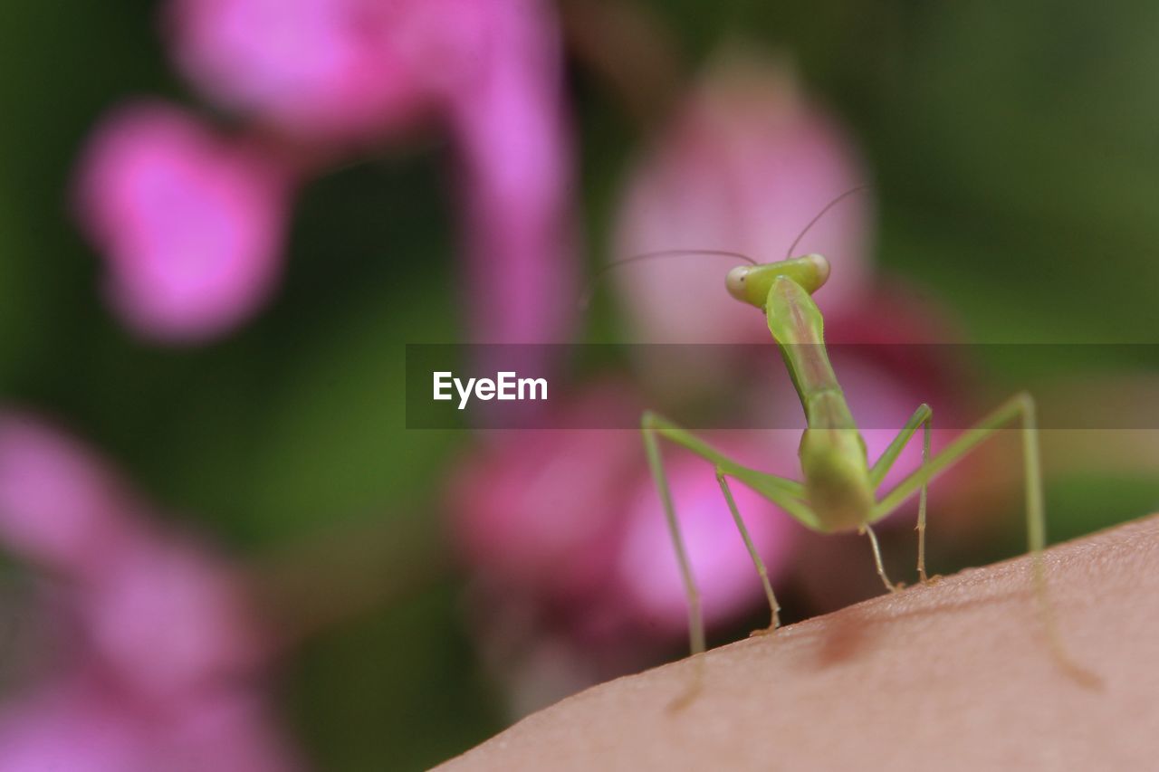 Close-up of insect on flower