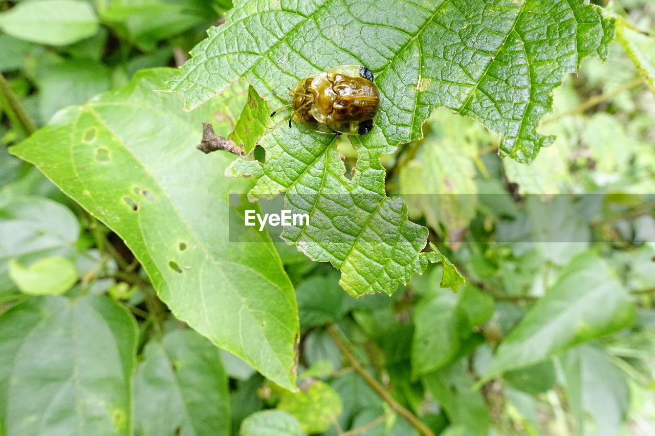 CLOSE-UP OF GREEN INSECT ON LEAVES