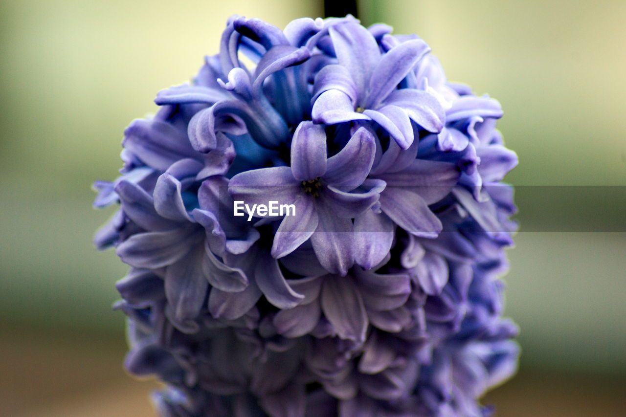 Close-up of purple flower