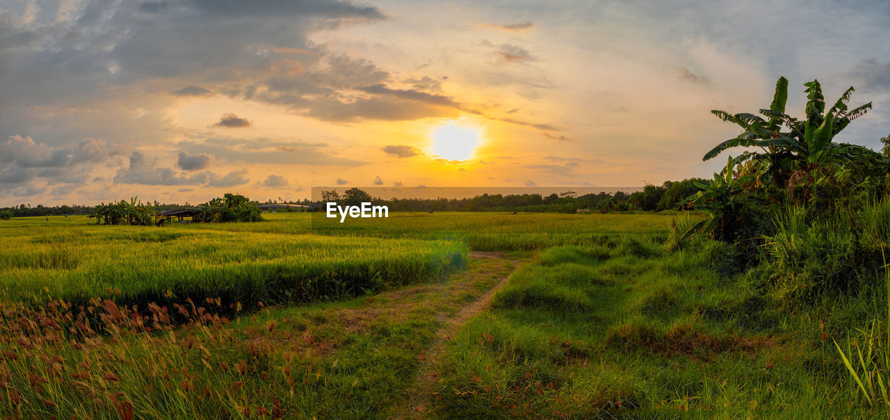 Sunset at paddy field