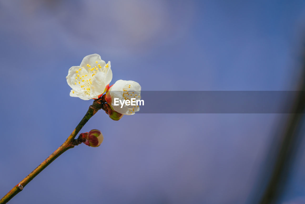 plant, flower, flowering plant, beauty in nature, macro photography, freshness, yellow, nature, close-up, blossom, fragility, growth, springtime, no people, blue, focus on foreground, petal, flower head, outdoors, sky, branch, plant stem, inflorescence, day, leaf, bud, selective focus, tree, botany, twig, tranquility, copy space