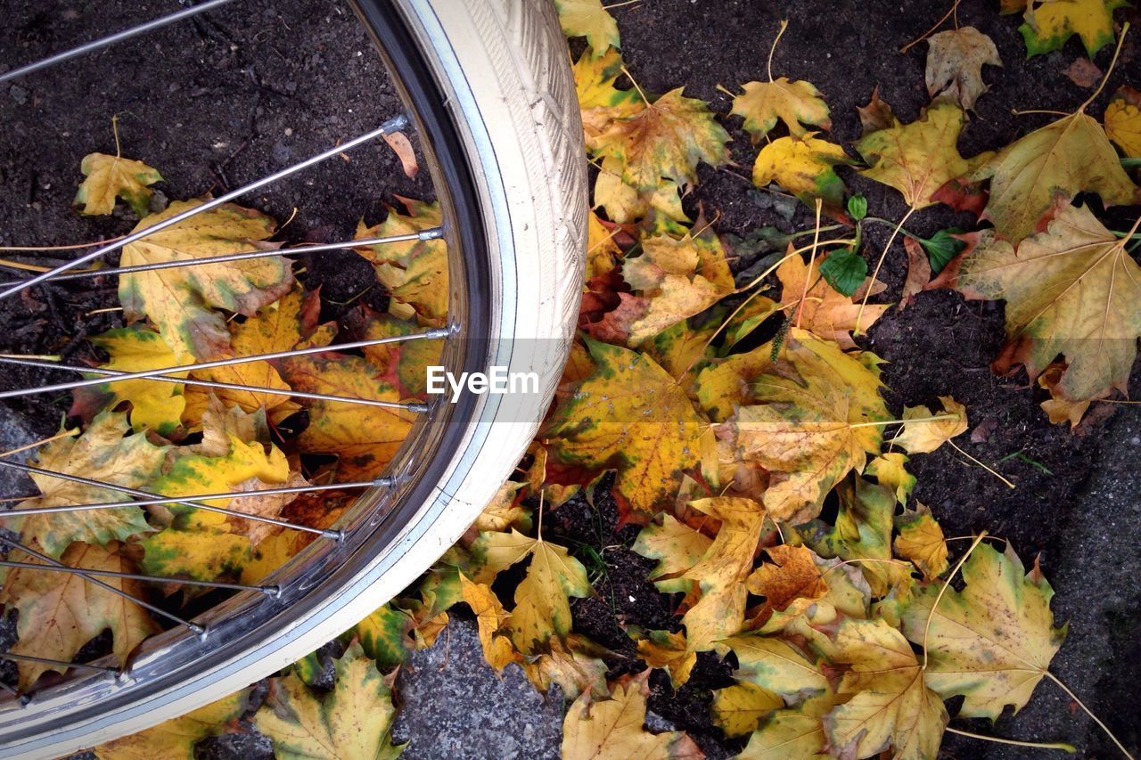 Detail shot of spokes against autumnal leaves