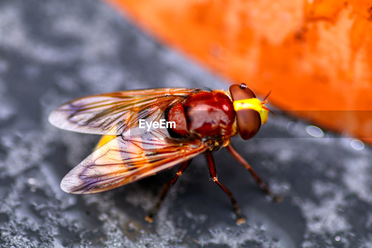 Close-up of insect on picnic table