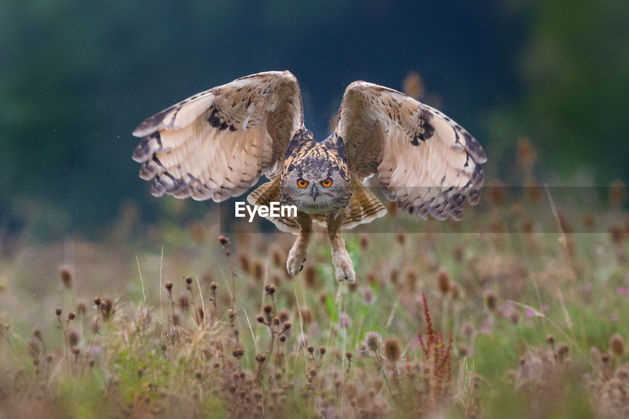 Eagle owl flying over field