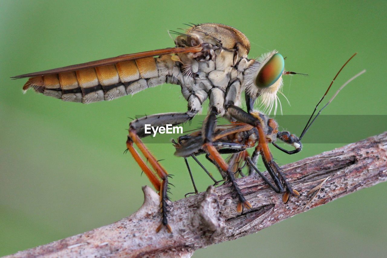 Close up of robberfly with prey