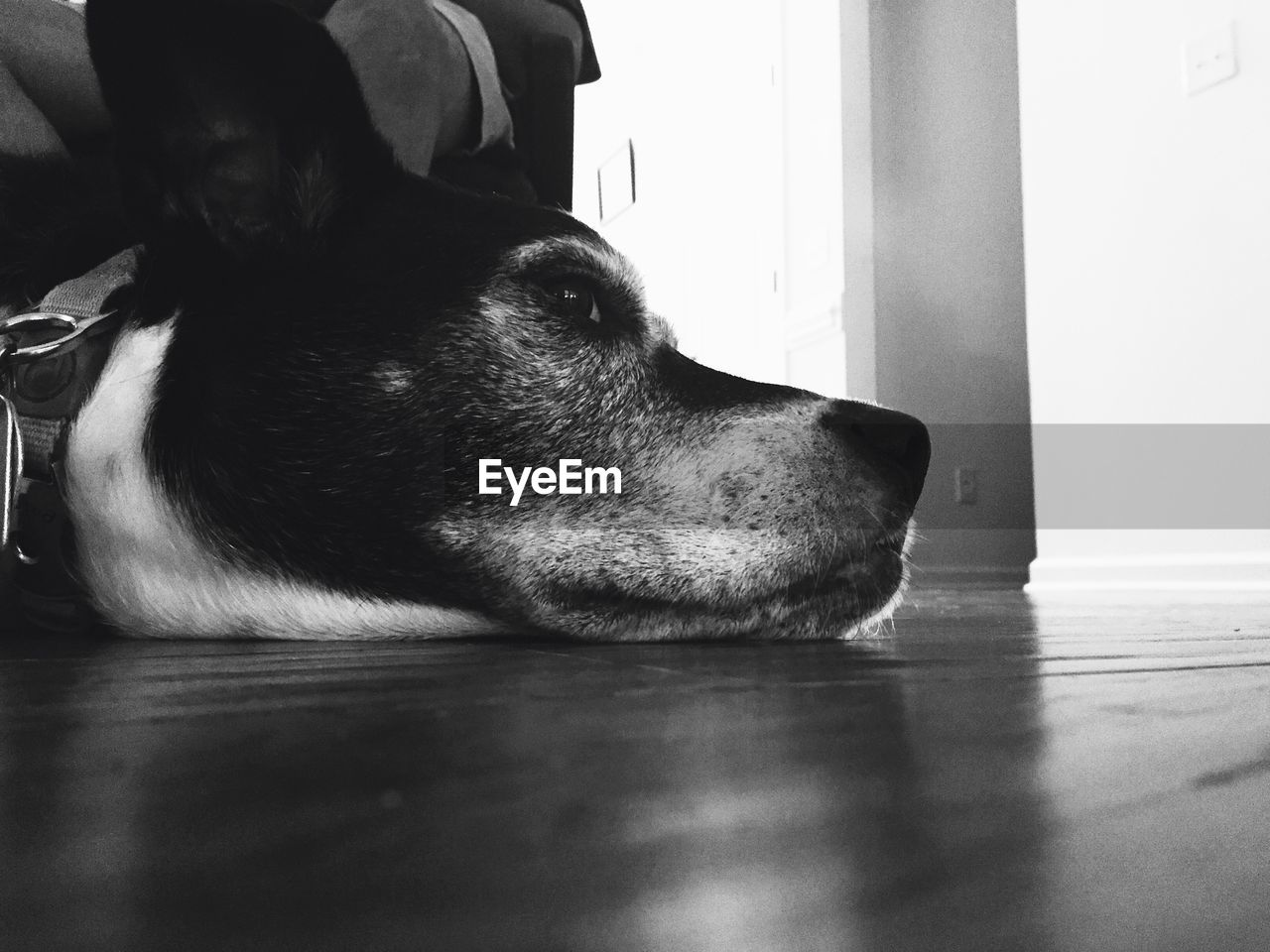 Close-up of dog relaxing at home