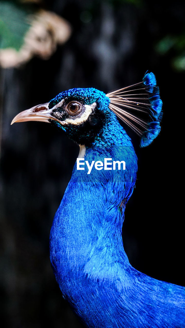 CLOSE-UP OF BLUE PEACOCK