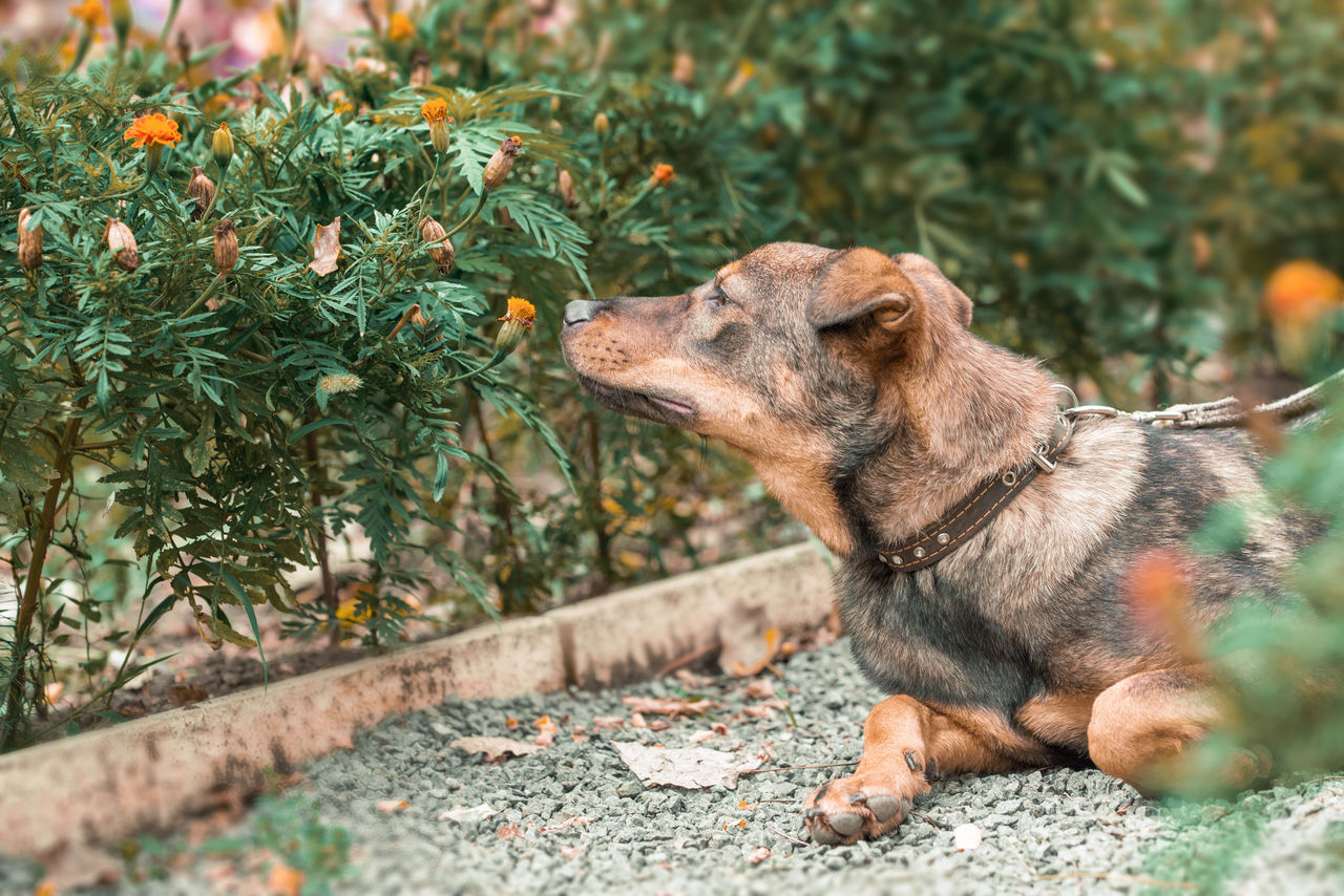 VIEW OF DOG SITTING ON PLANT