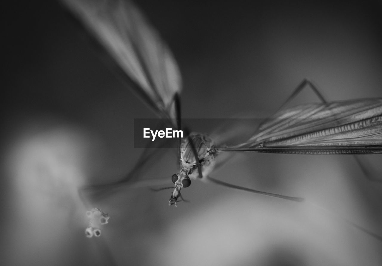 CLOSE-UP OF GRASSHOPPER