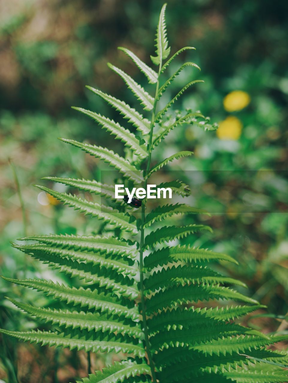 Close-up of fern leaves