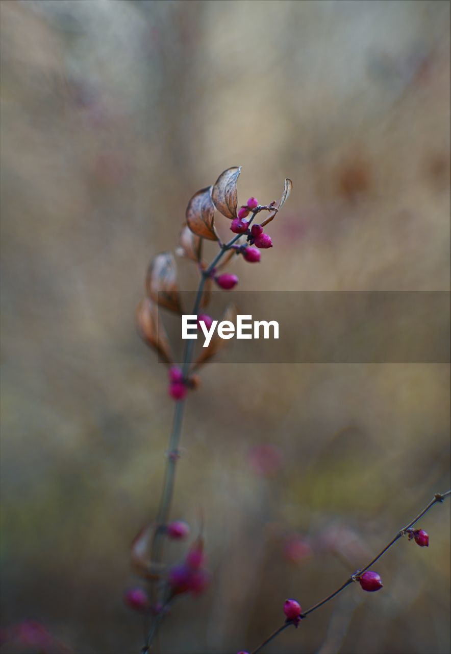 close-up of pink flowering plant