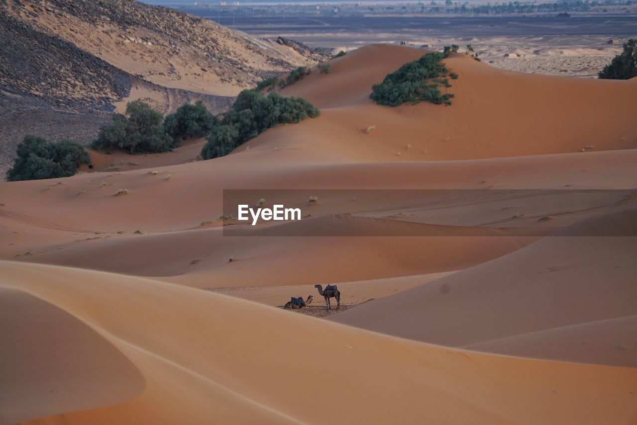 Scenic view of sahara desert