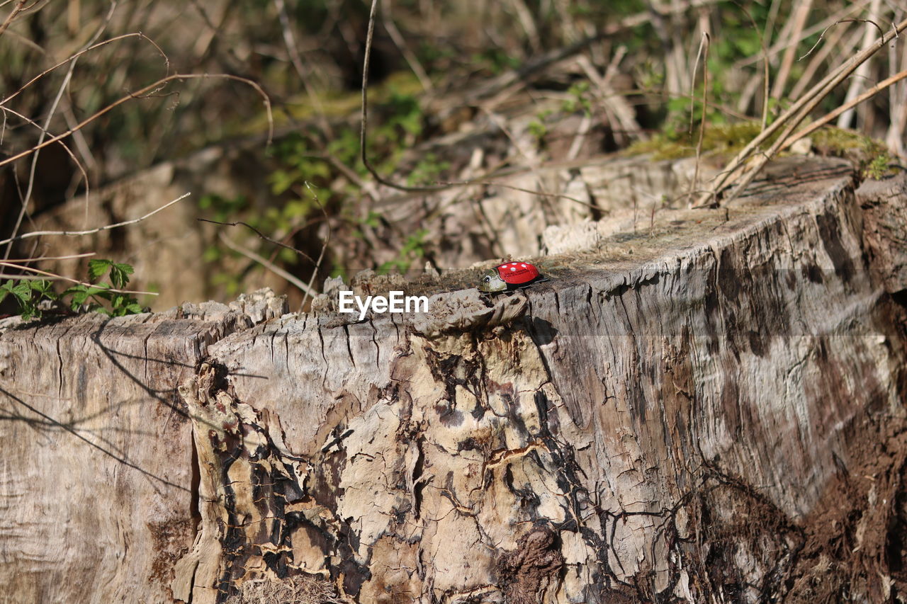 Bird perching on a tree