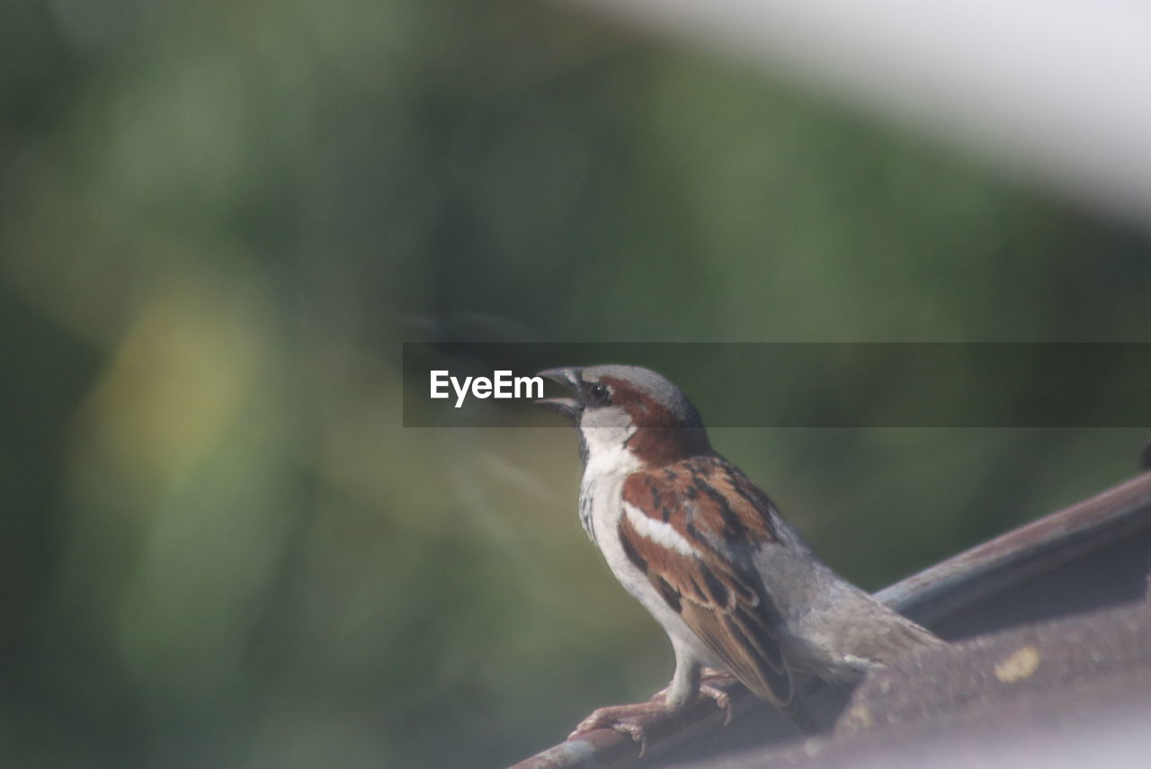 SIDE VIEW OF BIRD PERCHING ON A BLURRED BACKGROUND