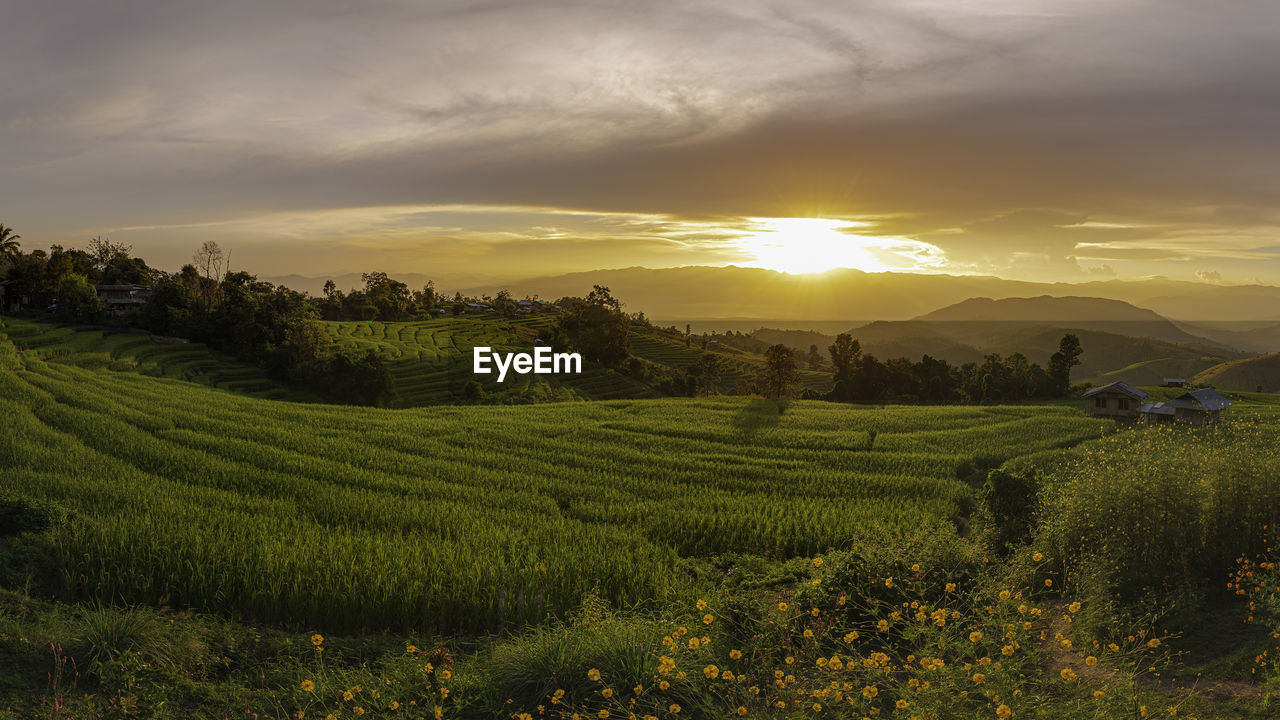 Scenic view of agricultural field against sky during sunset