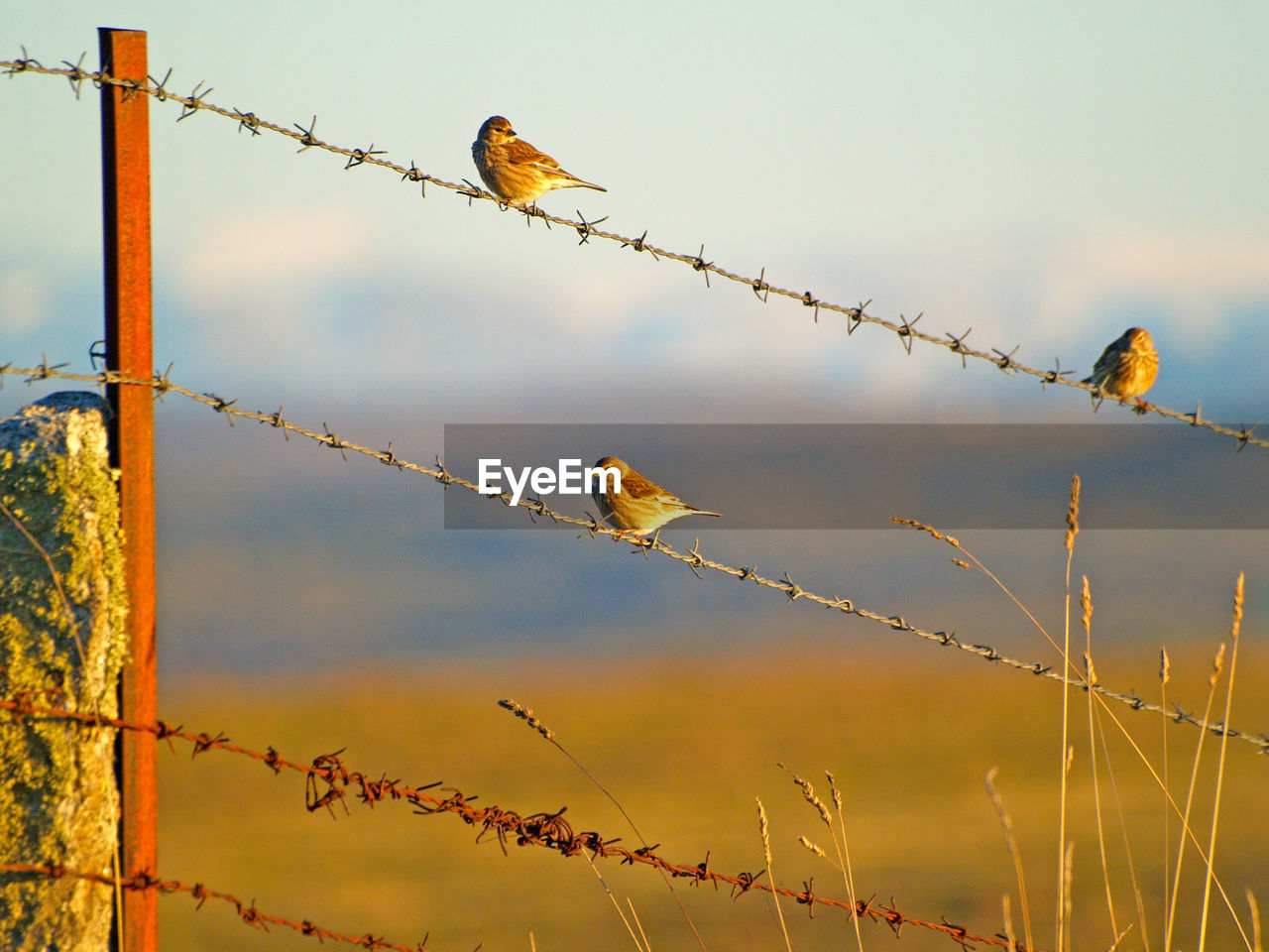 CLOSE-UP OF BIRDS PERCHING ON BARBED WIRE AGAINST SKY