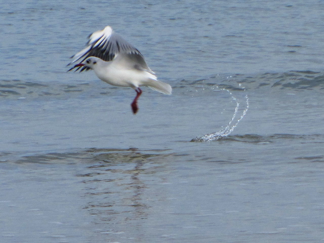 BIRD FLYING OVER WATER