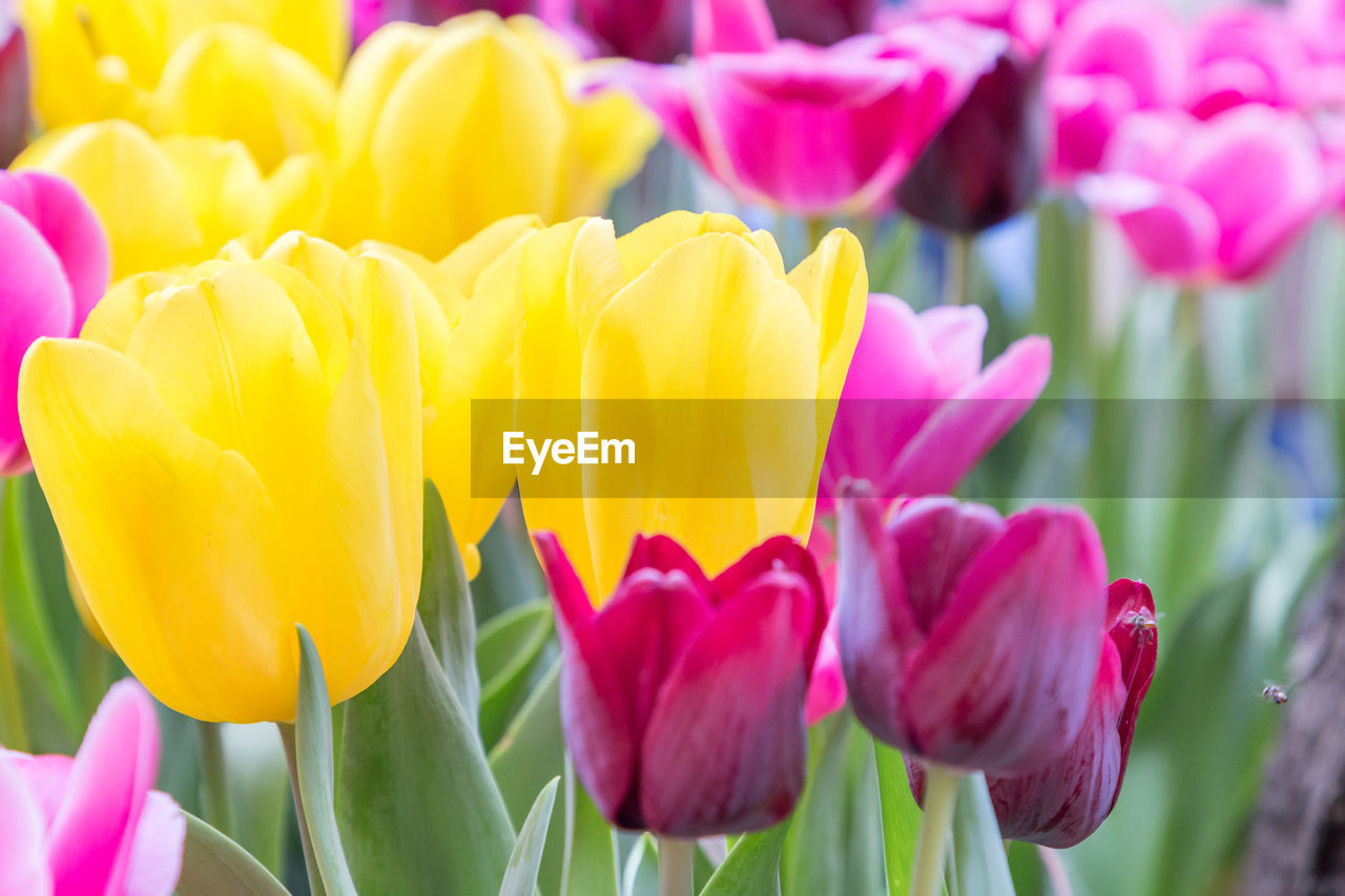 Close-up of multi colored tulips farm