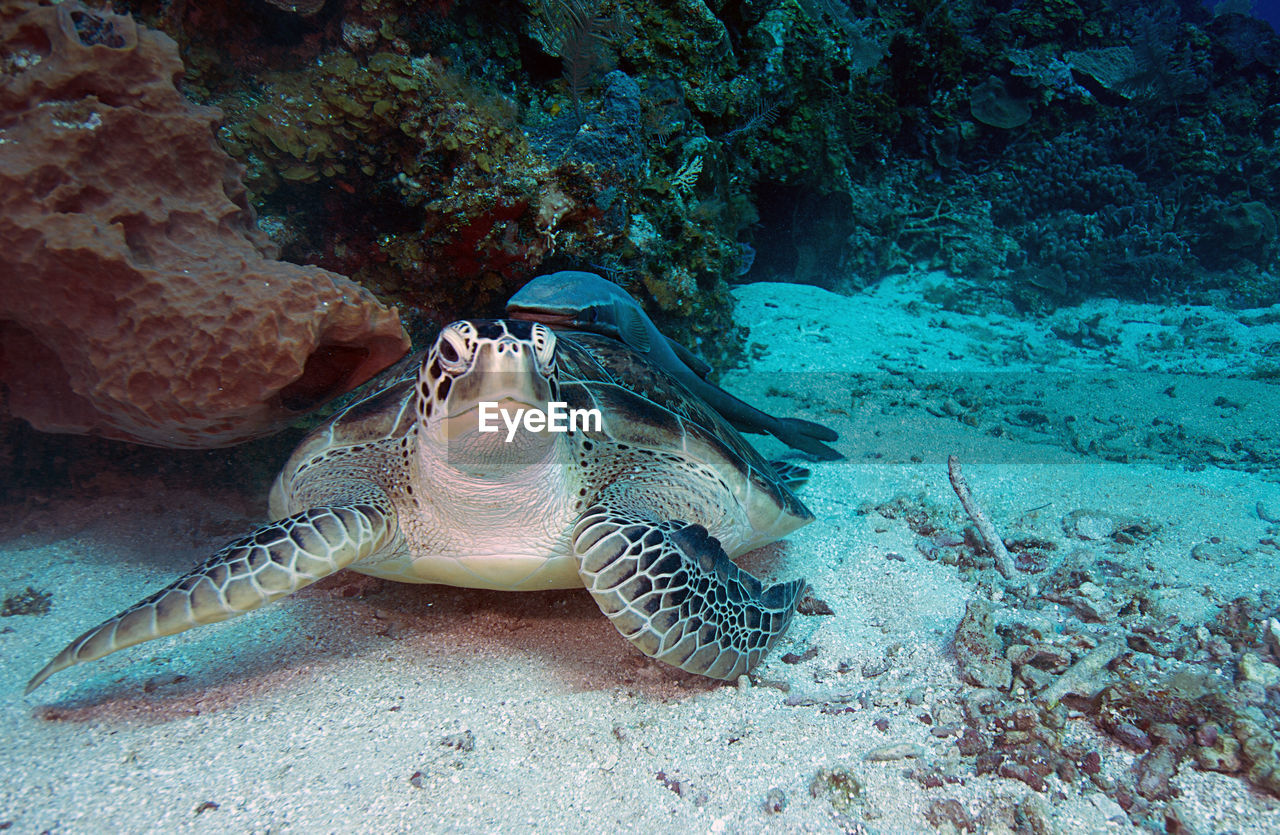 VIEW OF TURTLE IN SEA WATER