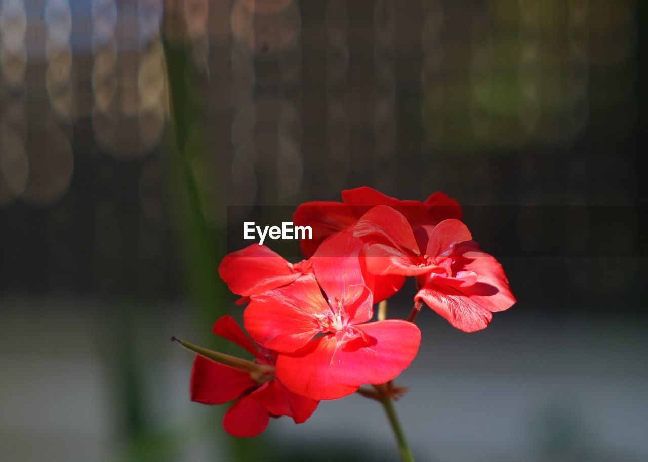 CLOSE-UP OF RED ROSE PLANT