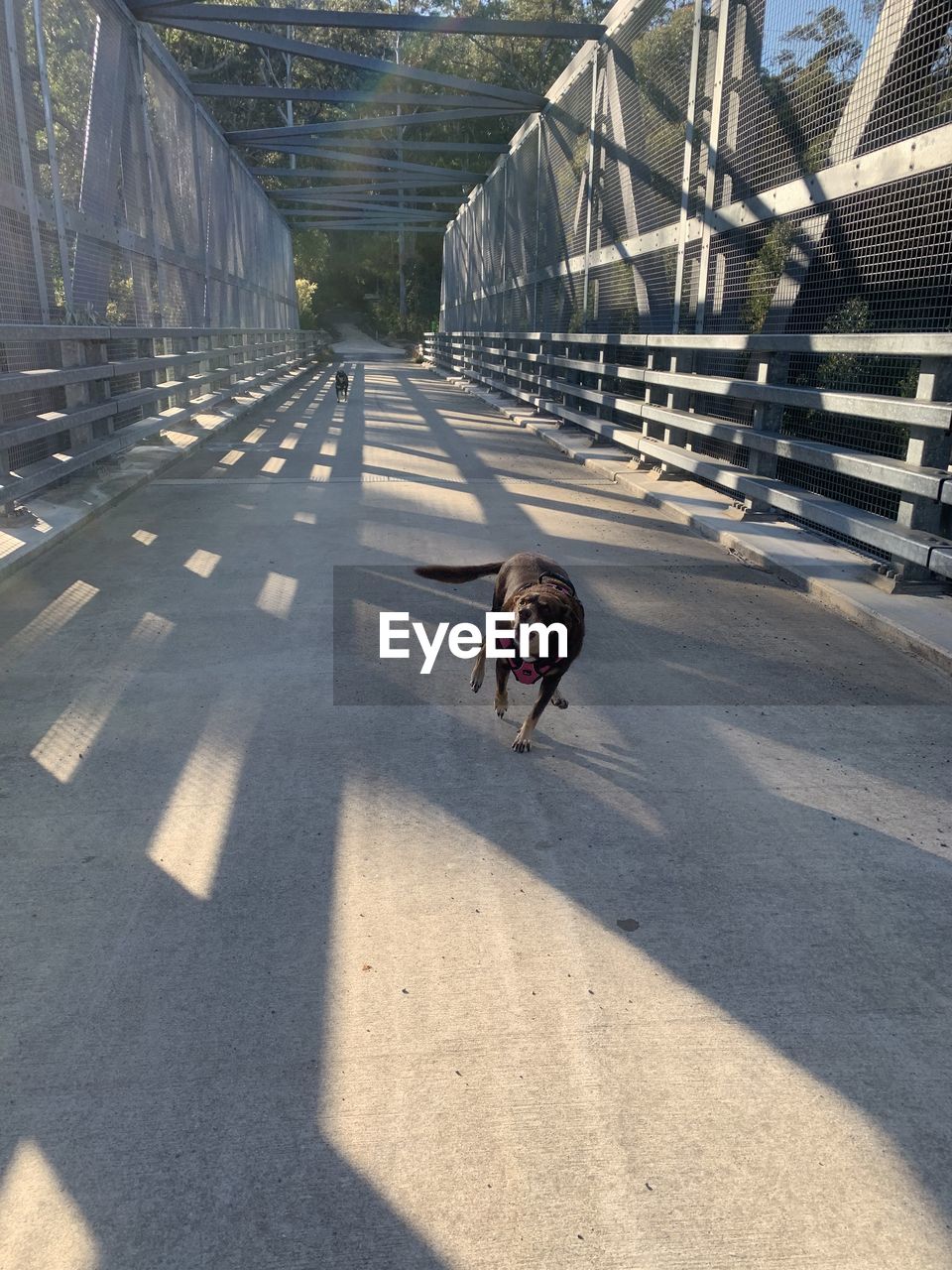 DOG RUNNING ON STREET