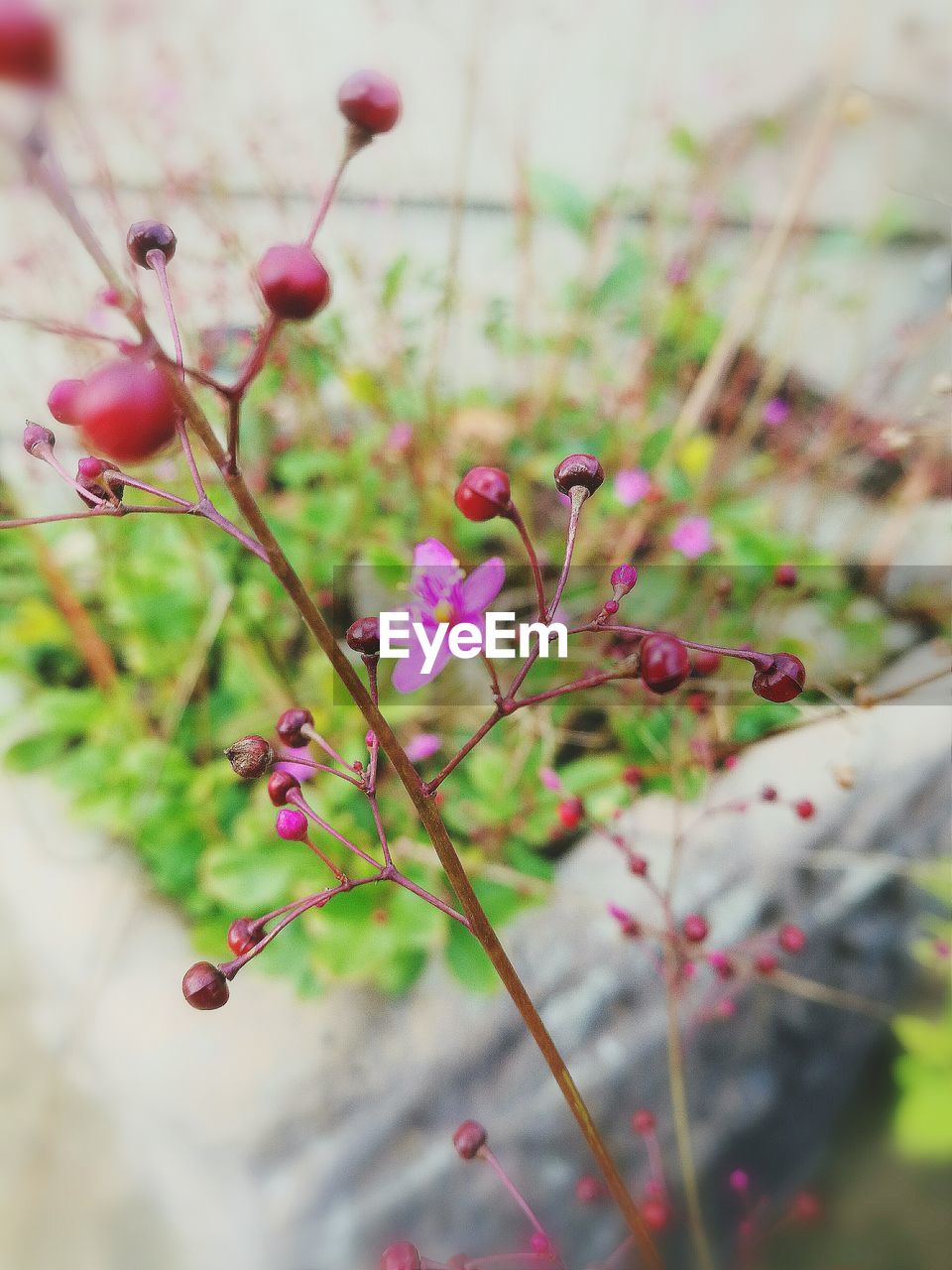 CLOSE-UP OF FLOWERS GROWING ON TREE