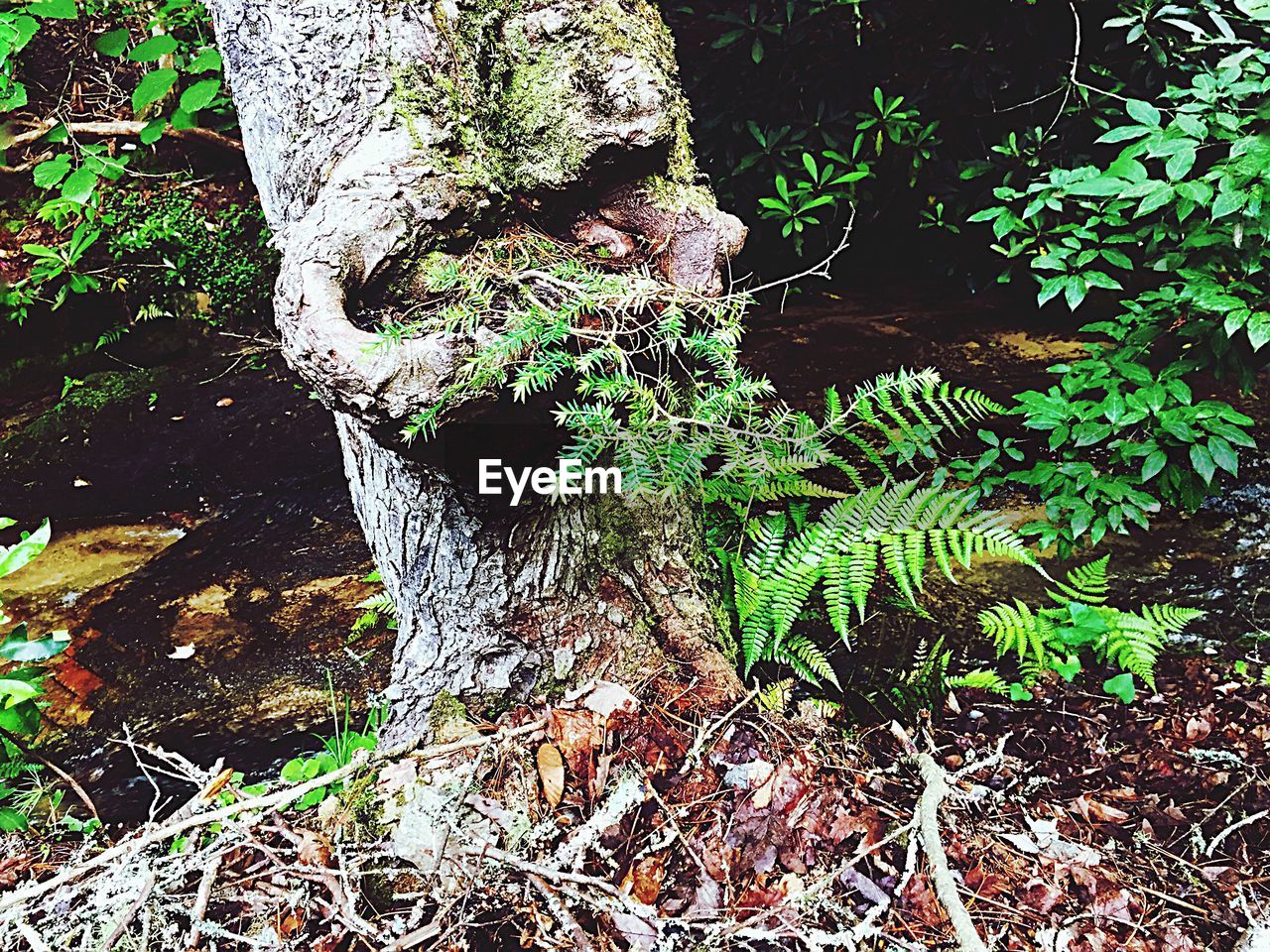 CLOSE-UP OF PLANT GROWING IN FOREST