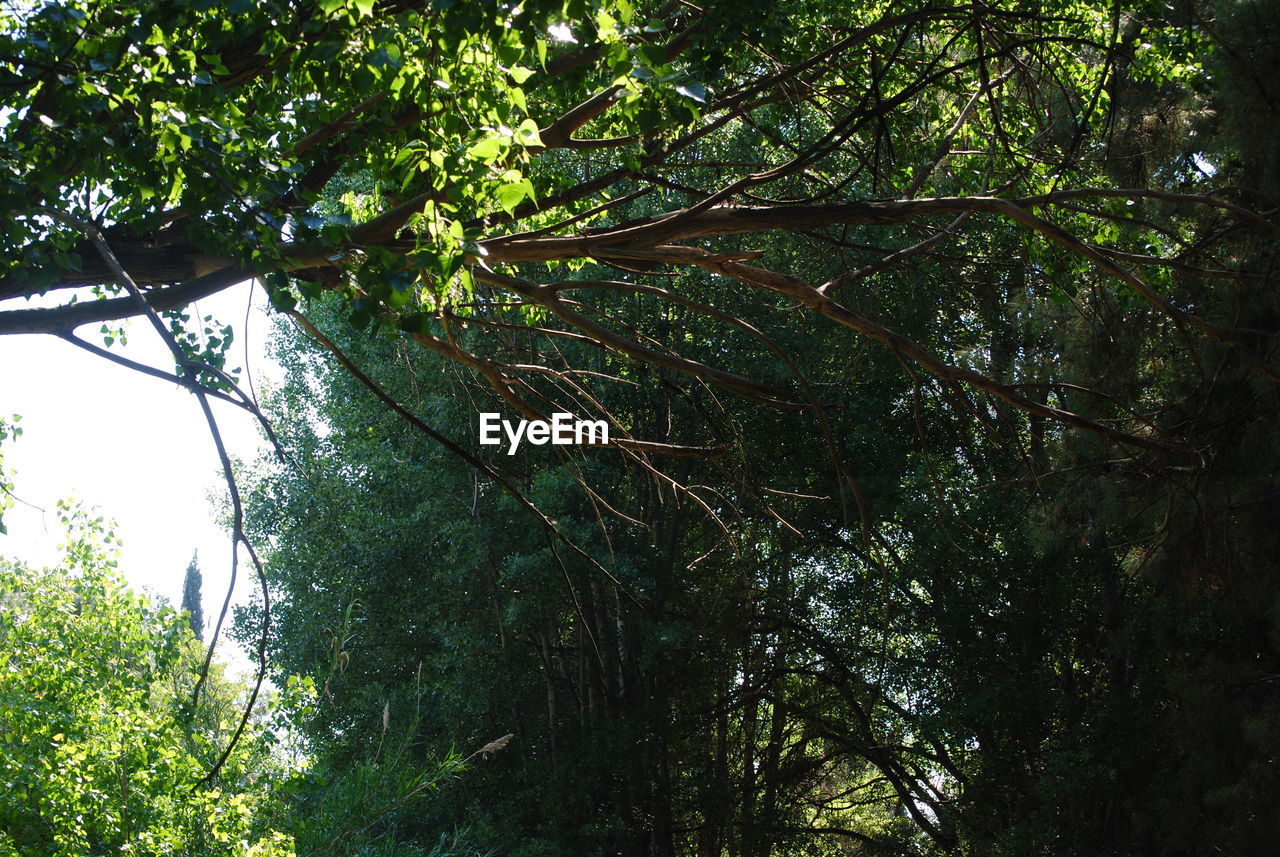 LOW ANGLE VIEW OF TREE IN FOREST